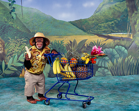 Afbeeldingsresultaat voor monkey in shopping cart